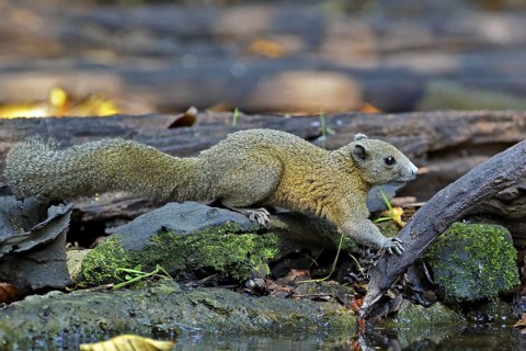 Graubauchhörnchen (Callosciurus caniceps) an Wasserstelle im Regenwald, Kaeng Krachan National