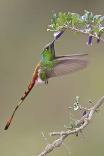 Red-tailed Comet (Sappho sparganura) flying while feeding at a flower in Bolivia, South America