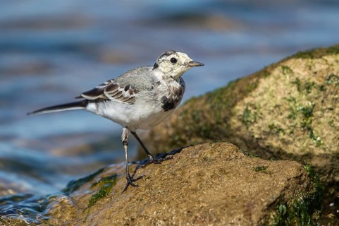 White Wagtail (Motacilla alba) juvenile, Mecklenburg-Western Pomerania, Germany