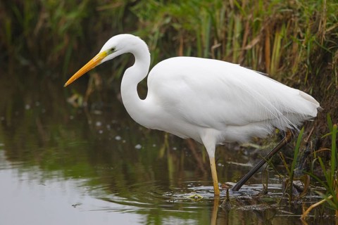 Great Egret (Ardea alba), Netherlands