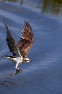 Western osprey (Pandion haliaetus) fishing, Finland