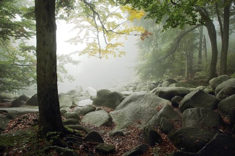 Fog landscape in the forest, autumn colors, autumn mood, backlight, lighting mood, tree trunk,