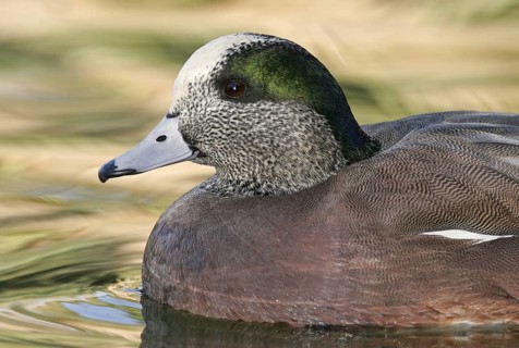 American Wigeon (Mareca americana) male, Arizona, USA