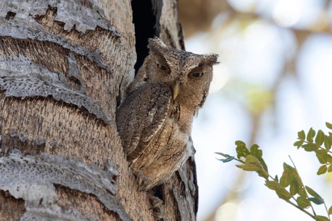 Pacific Screech Owl (Megascops cooperi), Costa Rica