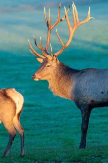 An Altai maral stag (Cervus canadensis sibiricus) and a female Altai maral stand in a meadow in the
