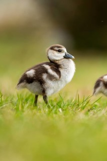 Egyptian goose (Alopochen aegyptiaca) cute chick on a meadow at the shore of a lake, Bavaria,