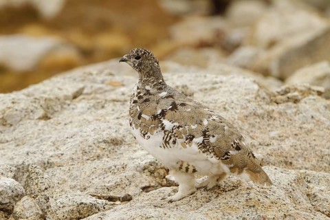 White-tailed Ptarmigan (Lagopus leucura), California, USA