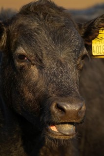 Domestic cattle or cow (Bos taurus) juvenile baby calf farm animal calling or mooing in a field,