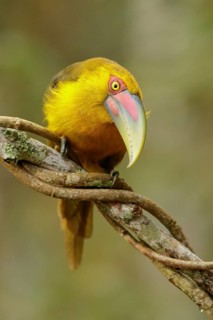 Saffron Toucanet (Pteroglossus bailloni) perched on a branch in the Atlantic Rainforest Region of