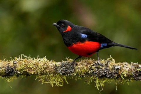 Scarlet-bellied Mountain-tanager (Anisognathus lunulatus) perched on a branch in the Andes