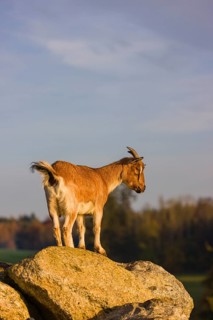 An African Pygmy goat Capra aegagrus hircus) stands on top of a rock, looking around