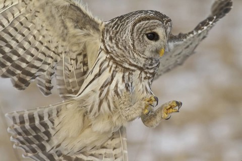 Barred Owl (Strix varia), Ontario, Canada