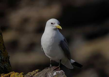 Black-legged Kittiwake (Rissa tridactyla) on a cliff, Scotland, United Kingdom