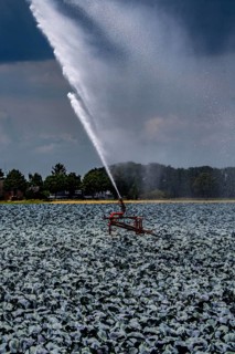 Agriculture, artificial irrigation of a field, irrigation system, cabbage cultivation, red cabbage,