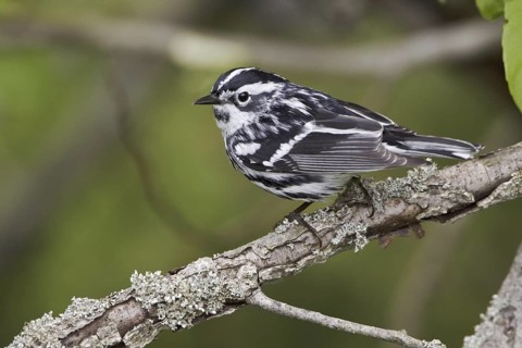 Black-and-white Warbler (Mniotilta varia), Ontario, Canada
