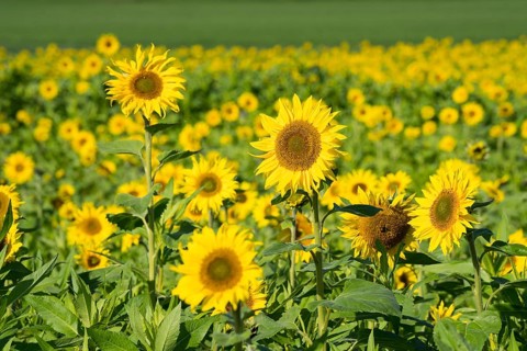 Common sunflower (Helianthus annuus), field in October as cover crop or catch crop, rural landscape