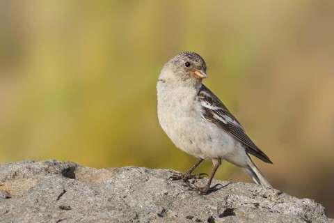Snow Bunting - Schneeammer - Plectrophenax nivalis ssp. insulae, Iceland, adult female
