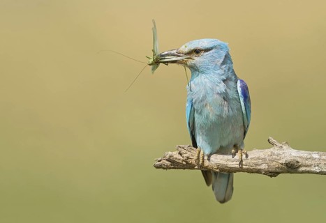European Roller (Coracias garrulus) perched on a branch with grasshopper in beak, Hortobagy