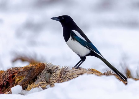Scavenging Eurasian magpie, common magpie (Pica pica) feeding on roe deer carrion, carcass in the