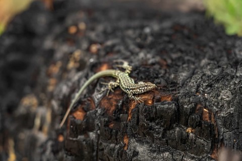 Tyrrhenian wall lizard Podarcis tiliguerta on a burnt log after a forest fire, Corsica, France