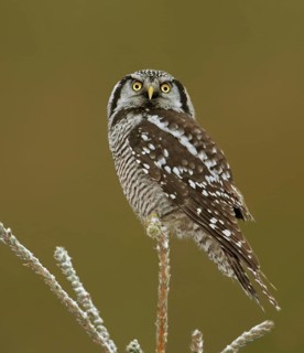 Northern Hawk-Owl (Surnia ulula), Saskatchewan, Canada
