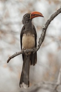 Crowned Hornbill (Lophoceros alboterminatus), Hwange, Zimbabwe