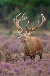 Red deer (Cervus elaphus), rut, Hoenderloo, Gelderland, Netherlands