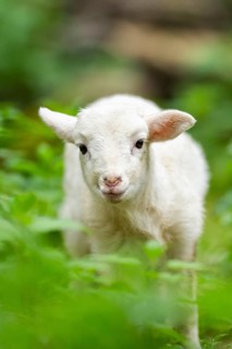 Domestic sheep (Ovis orientalis aries) lamb on a meadow, Bavaria, Germany