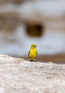 Yellow-bellied Serin (Crithagra flaviventris) Nxai Pan National Park, Botswana