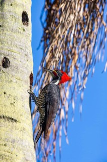 Lineated woodpecker (Dryocopus lineatus) Pantanal Brazil