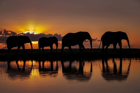 African elephant (Loxodonta africana) group walking in front of setting sun with reflexion in