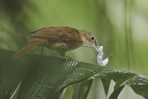 Buff-throated Foliage-gleaner (Automolus ochrolaemus), Ecuador
