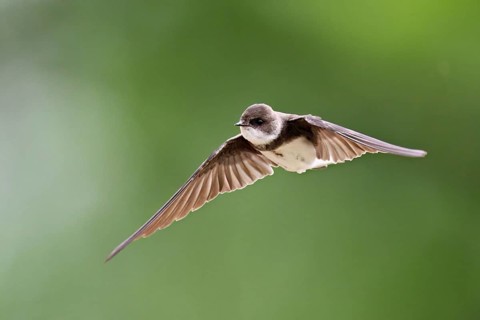 Sand martin (Riparia riparia), in flight, Reussegg nature reserve, Canton Aargau, Switzerland