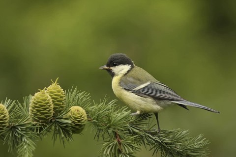 Great Tit (Parus major) juvenile, Lower Saxony, Germany