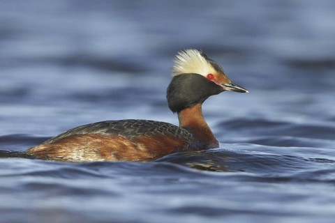 Horned Grebe (Podiceps auritus), Manitoba, Canada