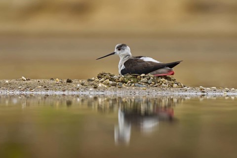 Black-winged Stilt (Himantopus himantopus) female on nest, North Rhine-Westphalia, Germany