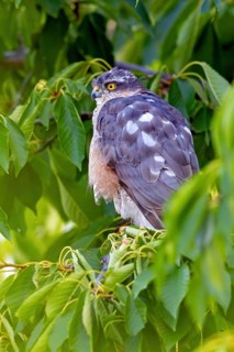 Eurasian sparrowhawk (Accipiter nisus), Rhein-Pfalz-Kreis, Neuhofen, Rhineland-Palatinate, Germany