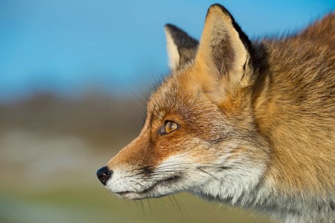 Red Fox (Vulpes vulpes) adult portrait, Netherlands