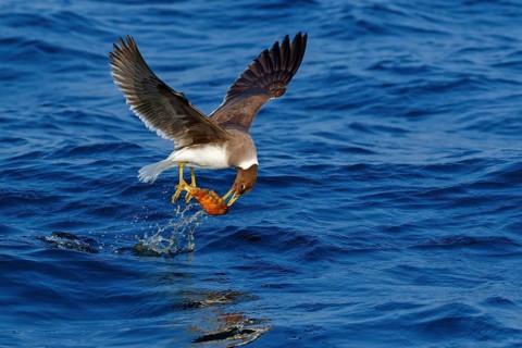 Hemprich's Gull, (Ichthyaetus hemprichii), (Larus hemprichii), Fish Eagle Gull Salalah, Off Mirbat,