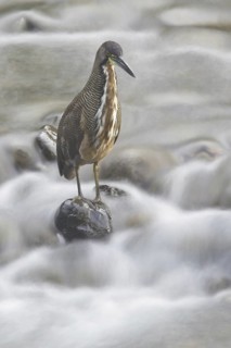 Fasciated Tiger Heron (Tigrisoma fasciatum), Costa Rica