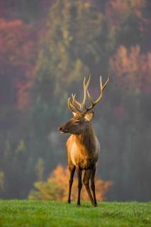 An Altai maral stag, Altai wapiti or Altai elk (Cervus canadensis sibiricus) stands on a meadow in