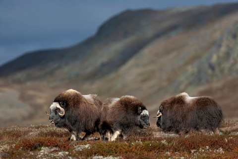 This photo shows the development of the horns in musk ox calves (Ovibos moschatus) and youngsters,