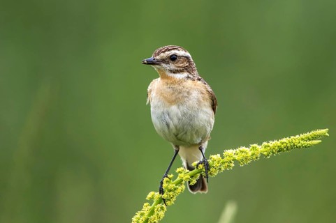 Whinchat (Saxicola rubetra) female perched on Dyer's rocket (Reseda luteola), Mecklenburg-Western