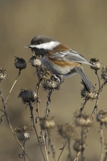 Chestnut-backed Chickadee (Poecile rufescens), British Columbia, Canada
