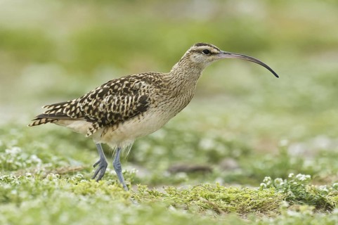 Bristle-thighed Curlew (Numenius tahitiensis), Hawaii, USA