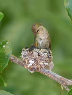 Costa's Hummingbird (Calypte costae) female feeding chick in nest, Arizona, USA