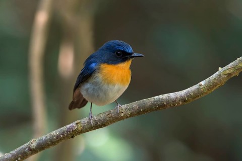 Tickell's Blue Flycatcher (Cyornis tickelliae) male, Kaeng Krachan, Thailand