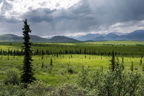 Taiga and tundra, mountain landscape of the Alaska Range with dramatic cloudy sky, Denali National