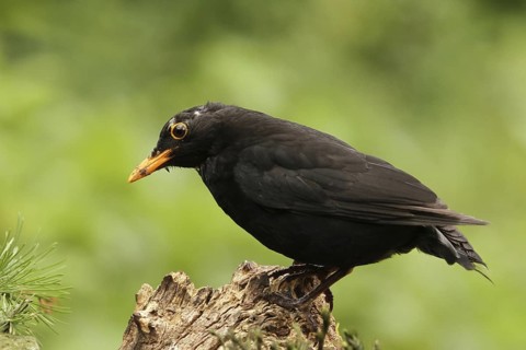 Common Blackbird (Turdus merula) male, Lower Saxony, Germany