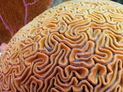 Brain coral (Diploria labyrinthiformis)